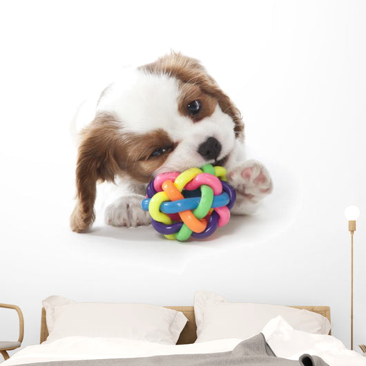 Cavalier King Charles Spaniel