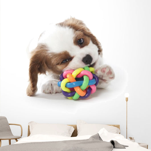 Cavalier King Charles Spaniel