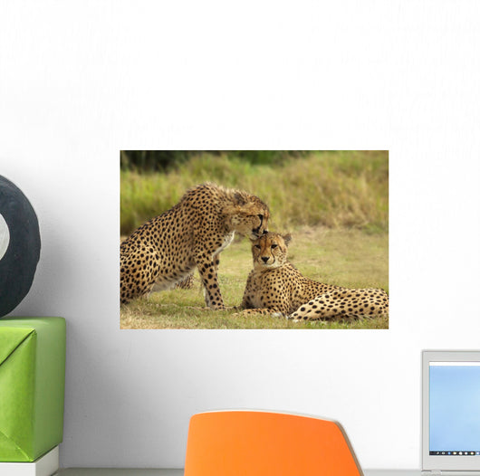Cheetah Love Wall Mural
