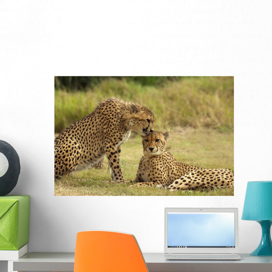Cheetah Love Wall Mural