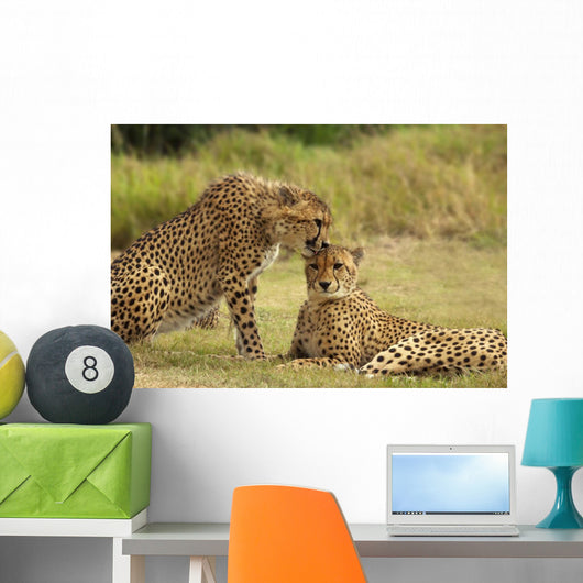 Cheetah Love Wall Mural