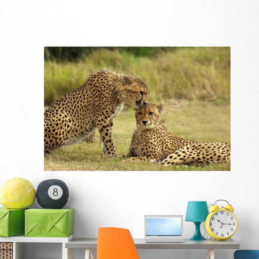 Cheetah Love Wall Mural
