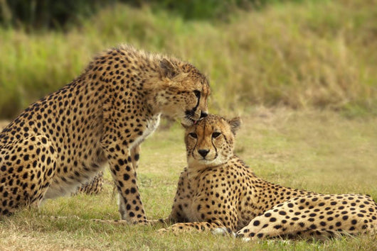 Cheetah Love Wall Mural