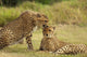 Cheetah Love Wall Mural