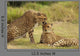 Cheetah Love Wall Mural