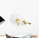 White Orchid Closeup