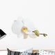 White Orchid Closeup