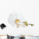 White Orchid Closeup