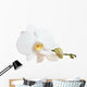 White Orchid Closeup