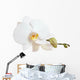 White Orchid Closeup