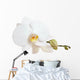 White Orchid Closeup