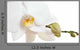 White Orchid Closeup