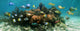 Underwater Panorama Coral Reef
