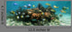 Underwater Panorama Coral Reef