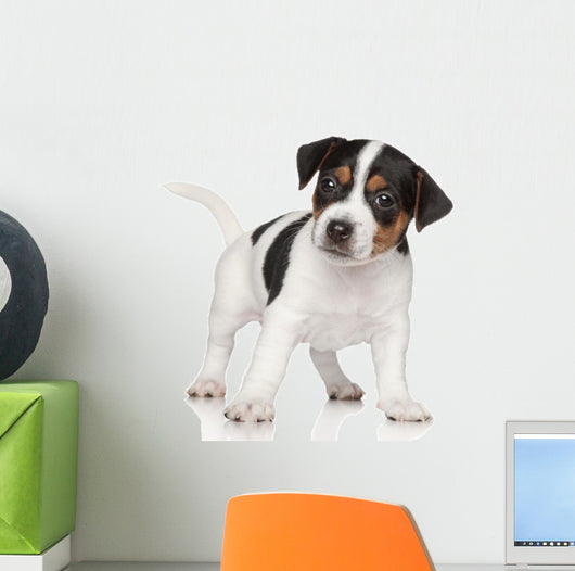 Jack Russell puppy Wall Decal