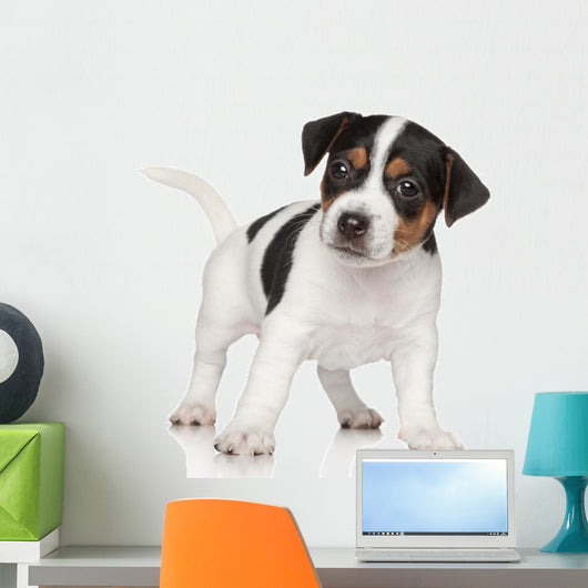 Jack Russell puppy Wall Decal