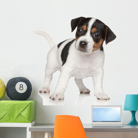 Jack Russell puppy Wall Decal