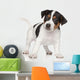 Jack Russell puppy Wall Decal