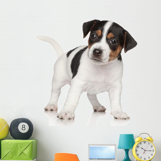 Jack Russell puppy Wall Decal