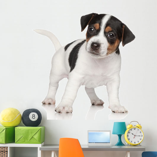 Jack Russell puppy Wall Decal