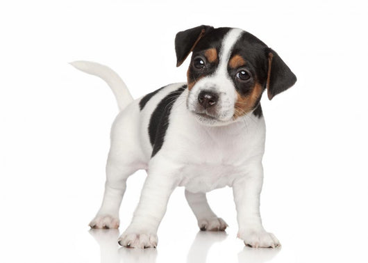 Jack Russell puppy Wall Decal