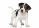 Jack Russell puppy Wall Decal