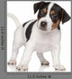 Jack Russell puppy Wall Decal