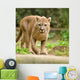 Cougar Wall Mural