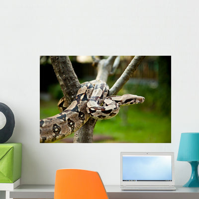 Up Columbia Boa Constrictor shown on a wall