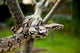 Up Columbia Boa Constrictor