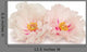 Two peony flowers on white Wall Decal