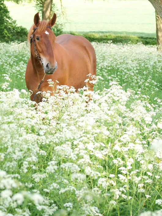 Horse Standing In Wild Flowers Wall Mural