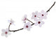 Branch With Flowers of Almond Wall Decal