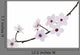 Branch With Flowers of Almond Wall Decal