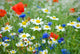 Flower Meadow Wildflowers Wall Mural