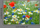 Flower Meadow Wildflowers Wall Mural