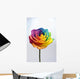 Close up of rainbow rose flower Wall Decal