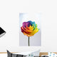 Close up of rainbow rose flower Wall Decal