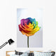 Close up of rainbow rose flower Wall Decal