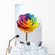 Close up of rainbow rose flower Wall Decal