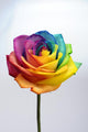 Close up of rainbow rose flower Wall Decal