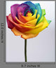 Close up of rainbow rose flower Wall Decal
