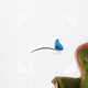 Petit papillon bleu Wall Decal