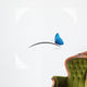 Petit papillon bleu Wall Decal