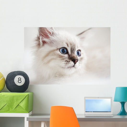 Siberian Kitten