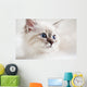 Siberian Kitten