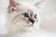Siberian Kitten