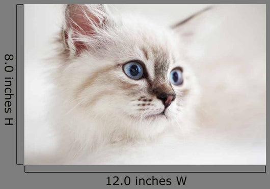 Siberian Kitten