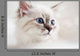 Siberian Kitten