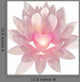 love lotus flower Wall Decal